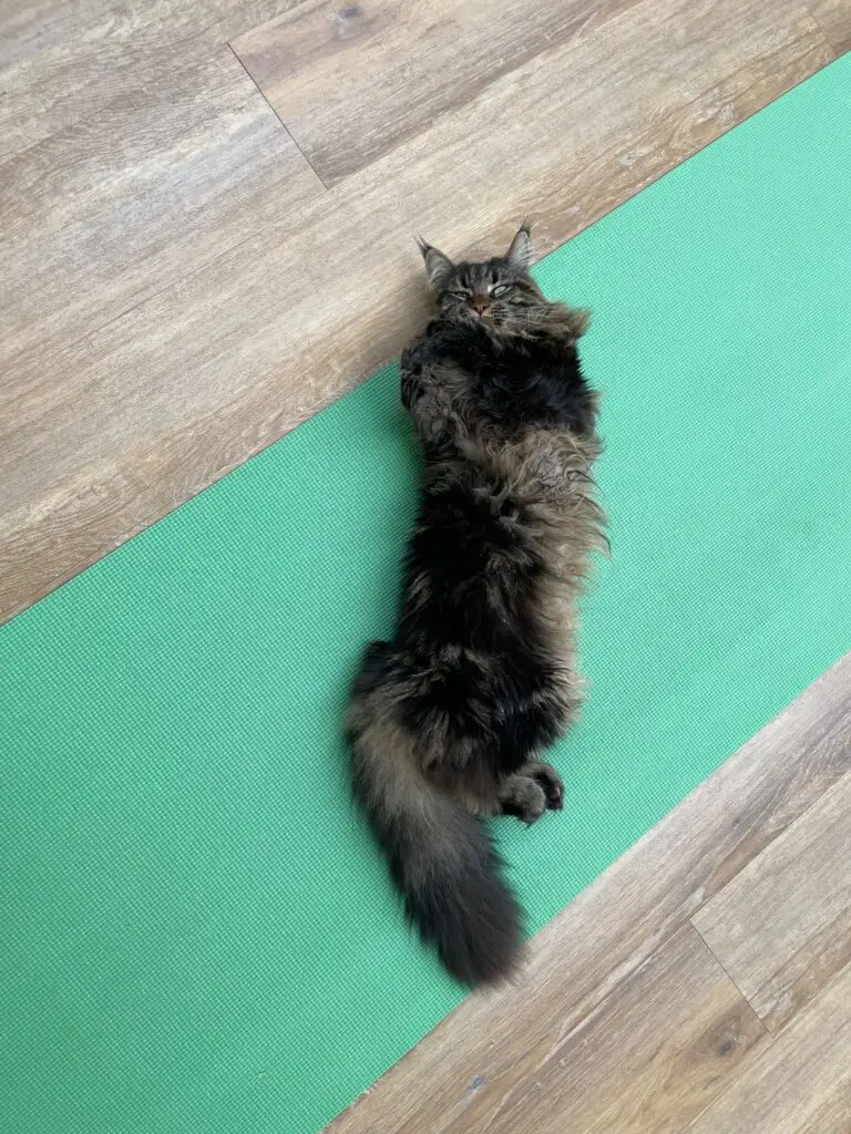 chat en savasana pour le repos
